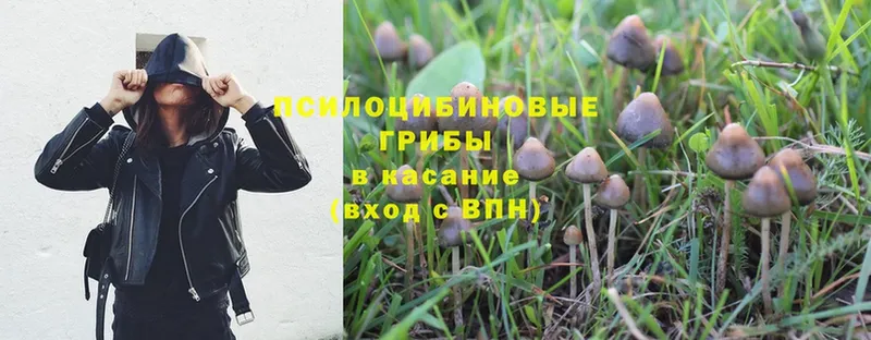 как найти закладки  Нальчик  даркнет клад  Псилоцибиновые грибы Cubensis 